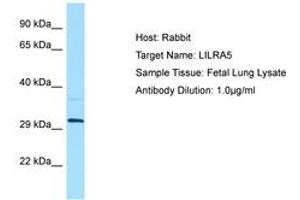 Image no. 1 for anti-Leukocyte Immunoglobulin-Like Receptor, Subfamily A (With TM Domain), Member 5 (LILRA5) (AA 60-109) antibody (ABIN6750052) (LILRA5 anticorps  (AA 60-109))