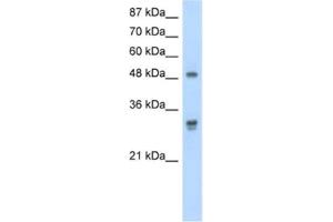 Western Blotting (WB) image for anti-DEAD (Asp-Glu-Ala-As) Box Polypeptide 19B (DDX19B) antibody (ABIN2462087) (DDX19B anticorps)