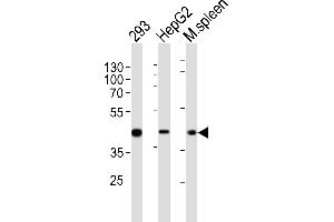 Western blot analysis of lysates from 293, HepG2 cell line, mouse spleen tissue lysate (from left to right), using STE Antibody (Center) (ABIN651772 and ABIN2840394). (STEAP2 anticorps  (AA 229-258))