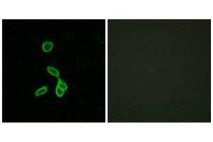 Immunofluorescence (IF) image for anti-Galanin Receptor 1 (GALR1) (Internal Region) antibody (ABIN1852961) (Galanin Receptor 1 anticorps  (Internal Region))