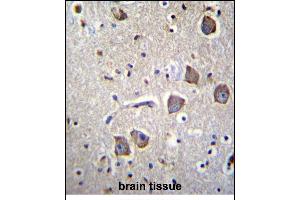 NRN1L Antibody (Center) (ABIN656859 and ABIN2846064) immunohistochemistry analysis in formalin fixed and paraffin embedded human brain tissue followed by peroxidase conjugation of the secondary antibody and DAB staining. (Neuritin 1-Like anticorps  (AA 40-69))