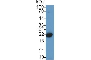 Western Blot; Sample: Mouse Placenta lysate; Primary Ab: 1µg/ml Rabbit Anti-Human CBX3 Antibody Second Ab: 0. (CBX3 anticorps  (AA 1-183))