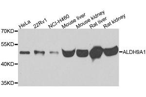 Western blot analysis of extracts of various cell lines, using ALDH9A1 antibody. (ALDH9A1 anticorps)