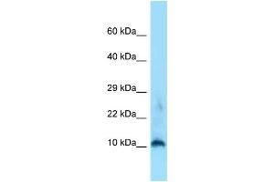 WB Suggested Anti-H3f3a Antibody Titration: 1. (Histone H3.3 anticorps  (N-Term))
