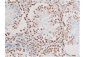 ABIN6267601 at 1/200 staining Mouse testis tissue sections by IHC-P.