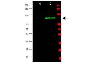Western blot using Mdm2 polyclonal antibody  is shown to detect a band (arrow) corresponding to mouse Mdm2 protein present in mouse MEF cells (Lane 2), but not human kidney HEK293 cells (lane1). (MDM2 anticorps  (AA 177-195))