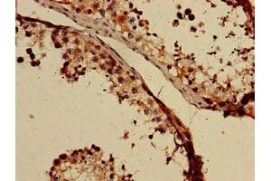 Immunohistochemistry of paraffin-embedded human testis tissue using ABIN7153497 at dilution of 1:100