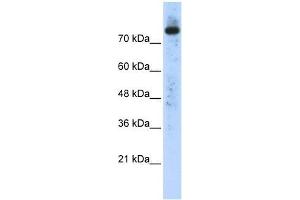 PLD2 antibody used at 0. (Phospholipase D2 anticorps  (N-Term))