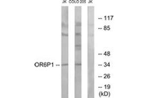 Western blot analysis of extracts from Jurkat/COLO cells, using OR6P1 Antibody.