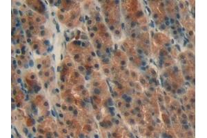 Detection of aHSP in Rat Stomach Tissue using Polyclonal Antibody to Alpha-Hemoglobin Stabilizing Protein (aHSP) (aHSP anticorps  (AA 2-102))