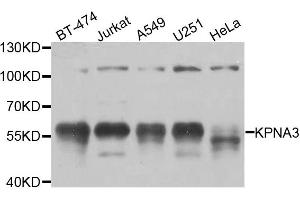 Western blot analysis of extracts of various cell lines, using KPNA3 antibody. (KPNA3 anticorps)