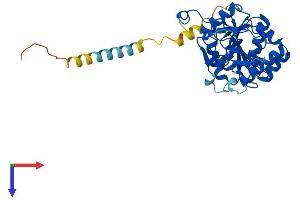 AlphaFold protein structure predicition of Mouse Recombinant Extl2 Protein, UniprotID Q9ES89