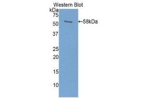 Western Blotting (WB) image for anti-Prolactin (PRL) (AA 1-226) antibody (ABIN3207693) (Prolactin anticorps  (AA 1-226))