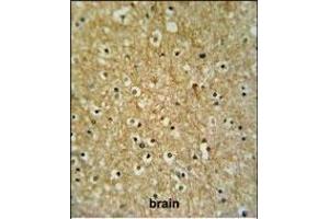 CIRH1A Antibody (N-term) (ABIN653909 and ABIN2843146) IHC analysis in formalin fixed and paraffin embedded brain tissue followed by peroxidase conjugation of the secondary antibody and DAB staining. (CIRH1A anticorps  (N-Term))