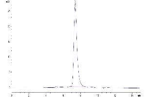 The purity of Human KIR2DL2 is greater than 95 % as determined by SEC-HPLC. (KIR2DL2 Protein (His-Avi Tag))
