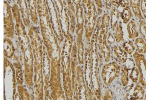 ABIN6278445 at 1/100 staining Mouse kidney tissue by IHC-P. (DEFa3 anticorps  (Internal Region))