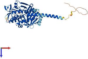 AlphaFold protein structure predicition of Mouse Recombinant Kmo Protein, UniprotID Q91WN4