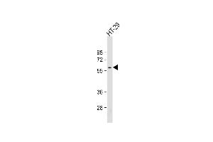 Anti-SRC Antibody at 1:500 dilution + HT-29 whole cell lysate Lysates/proteins at 20 μg per lane. (Src anticorps)