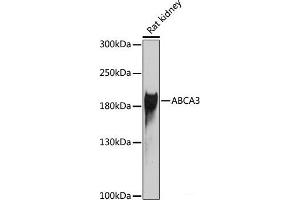 Western blot analysis of extracts of Rat kidney using ABCA3 Polyclonal Antibody at dilution of 1:1000. (ABCA3 anticorps)
