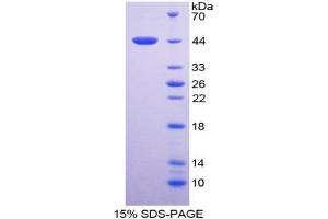 SDS-PAGE analysis of Human TNNT2 Protein. (Cardiac Troponin T2 Protéine)