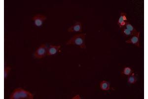 ABIN6277528 staining Hela cells by IF/ICC.