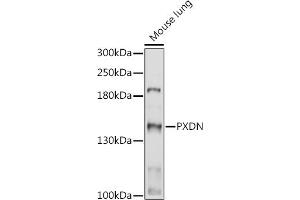 Western blot analysis of extracts of Mouse lung, using PXDN antibody (ABIN7269230) at 1:1000 dilution. (Peroxidasin anticorps)