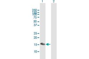 Western Blot analysis of BATF3 expression in transfected 293T cell line by BATF3 MaxPab polyclonal antibody.