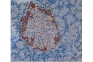 IHC-P analysis of Rat Pancreas Tissue, with DAB staining. (Complement Factor H anticorps  (AA 975-1217))