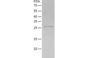 Western Blotting (WB) image for Thioredoxin-Like 1 (TXNL1) (AA 1-289) protein (His-IF2DI Tag) (ABIN7125365)