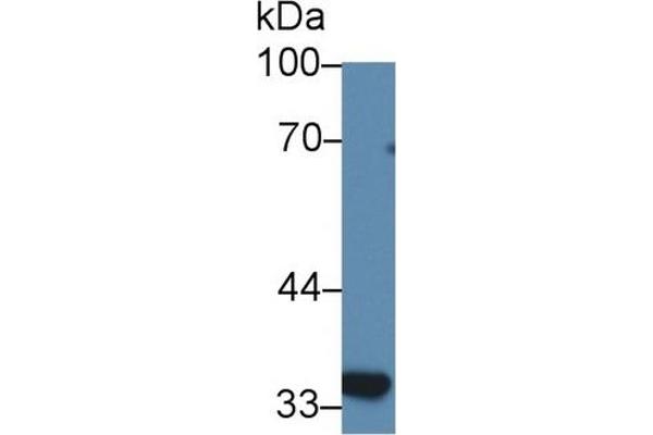 SLC30A8 antibody  (AA 263-369)