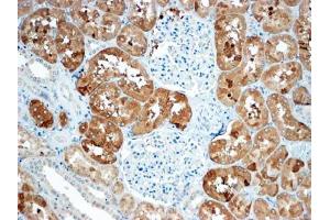 ABIN2613479 (4µg/ml) staining of paraffin embedded Human Kidney.