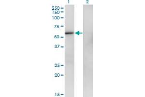 Western Blot analysis of ZNF207 expression in transfected 293T cell line by ZNF207 monoclonal antibody (M06), clone 6D7.