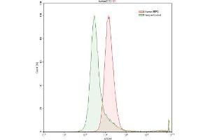 Detection of EEF2 in Raji human Burkitt's lymphoma cell line using Polyclonal Antibody to Eukaryotic Translation Elongation Factor 2 (EEF2)