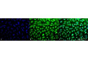 Immunocytochemistry/Immunofluorescence analysis using Rabbit Anti-Erk1/2 Polyclonal Antibody .
