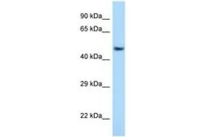 Image no. 1 for anti-Activating Transcription Factor 7 (AFT7) (AA 397-446) antibody (ABIN6748021) (AFT7 anticorps  (AA 397-446))