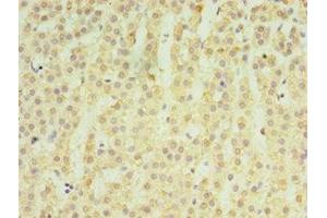 Immunohistochemistry of paraffin-embedded human adrenal gland tissue using ABIN7159050 at dilution of 1:100 (Matrilin 3 anticorps  (AA 277-486))