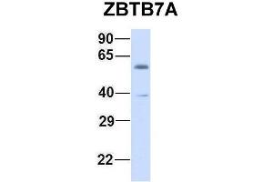 Host:  Rabbit  Target Name:  ZBTB7A  Sample Type:  Human Fetal Muscle  Antibody Dilution:  1. (ZBTB7A anticorps  (N-Term))