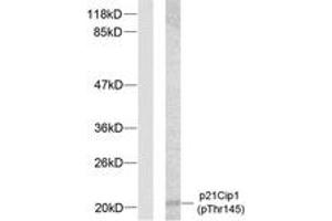 Western blot analysis of extracts from HeLa cells treated with EGF, using p21 Cip1 (Phospho-Thr145) Antibody. (p21 anticorps  (pThr145))