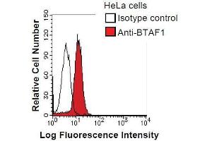 HeLa cells were fixed in 2% paraformaldehyde/PBS and then permeabilized in 90% methanol.