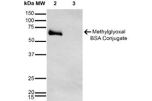 Western Blot analysis of Methylglyoxal-BSA Conjugate showing detection of 67 kDa Methylglyoxal-BSA using Mouse Anti-Methylglyoxal Monoclonal Antibody, Clone 9E7 . (Methylglyoxal (MG) anticorps (Biotin))
