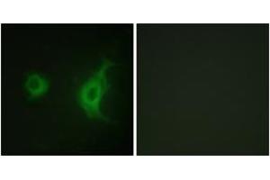 Immunofluorescence (IF) image for anti-Kinesin Family Member 20A (KIF20A) (AA 501-550) antibody (ABIN2888893) (KIF20A anticorps  (AA 501-550))