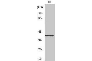 Western Blotting (WB) image for anti-Cyclin-Dependent Kinase 7 (CDK7) (C-Term) antibody (ABIN3174322) (CDK7 anticorps  (C-Term))