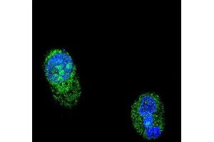 Immunofluorescence (IF) image for anti-HNF1 Homeobox A (HNF1A) antibody (ABIN3003881)