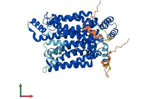 AlphaFold protein structure predicition of Human Recombinant SLC2A14 Protein, UniprotID Q8TDB8