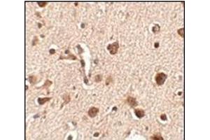 Immunohistochemistry of Slitrk4 in human brain tissue with this product at 2. (SLITRK4 anticorps  (C-Term))