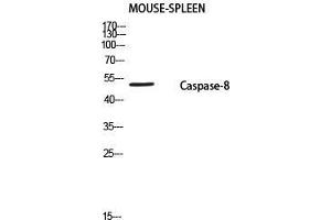 Western Blot (WB) analysis of Mouse Spleen using Caspase-8 P18 antibody. (Caspase-8 p18 anticorps  (cleaved, Ser217))