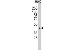Western blot analysis of Lmx1a polyclonal antibody  in HL-60 cell line lysates (35 ug/lane). (LMX1A anticorps  (Internal Region))