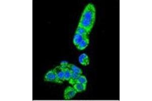 Confocal immunofluorescent analysis of Fumarylacetoacetase Antibody (N-term) Cat.