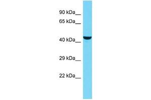 Host: Rabbit Target Name: KIAA0513 Sample Type: OVCAR-3 Whole Cell lysates Antibody Dilution: 1. (KIAA0513 anticorps  (C-Term))