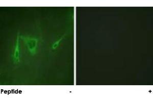 Immunofluorescence analysis of NIH/3T3 cells, using YWHAZ polyclonal antibody . (14-3-3 zeta anticorps)
